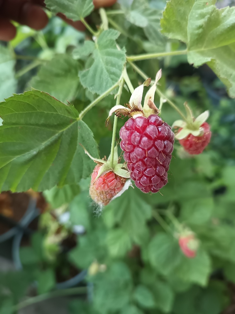 [BRTLOB] BRAAMBES 'THORNLESS LOGANBERRY' (BE-BIO-01)
