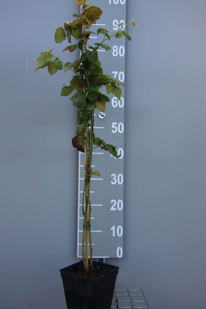 [BRTLOB] BRAAMBES 'THORNLESS LOGANBERRY' (Pot 2 liter, 80-100 cm, BE-BIO-01)