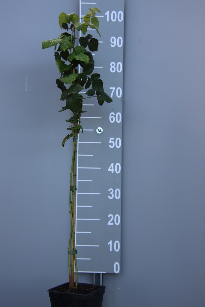 [BRTTAB] BRAAMBES 'THORNLESS TAYBERRY' (Vierkante pot 2 liter, 80-100 cm, BE-BIO-01)