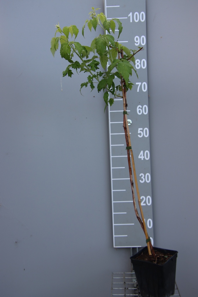 [FRABECB] FRAMBOISIERS 'AUTUMN BELLE' (R) (Pot carré 2 litres, 80-100 cm, BE-BIO-01)