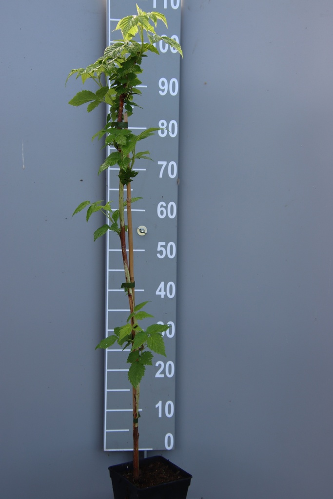 [FRAFICB] FRAMBOZEN 'AUTUMN FIRST ' (R) (Vierkante pot 2 liter, 80-100 cm, BE-BIO-01)
