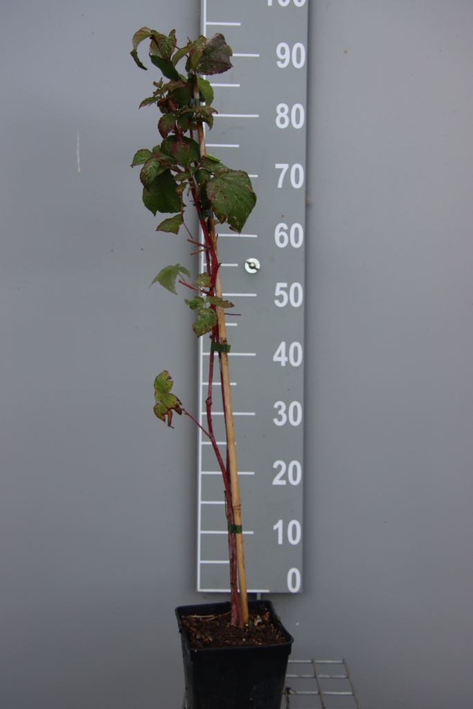 [FRAPACB] FRAMBOZEN 'AUTUMN PASSION' (R) (Vierkante pot 2 liter, 80-100 cm, BE-BIO-01)