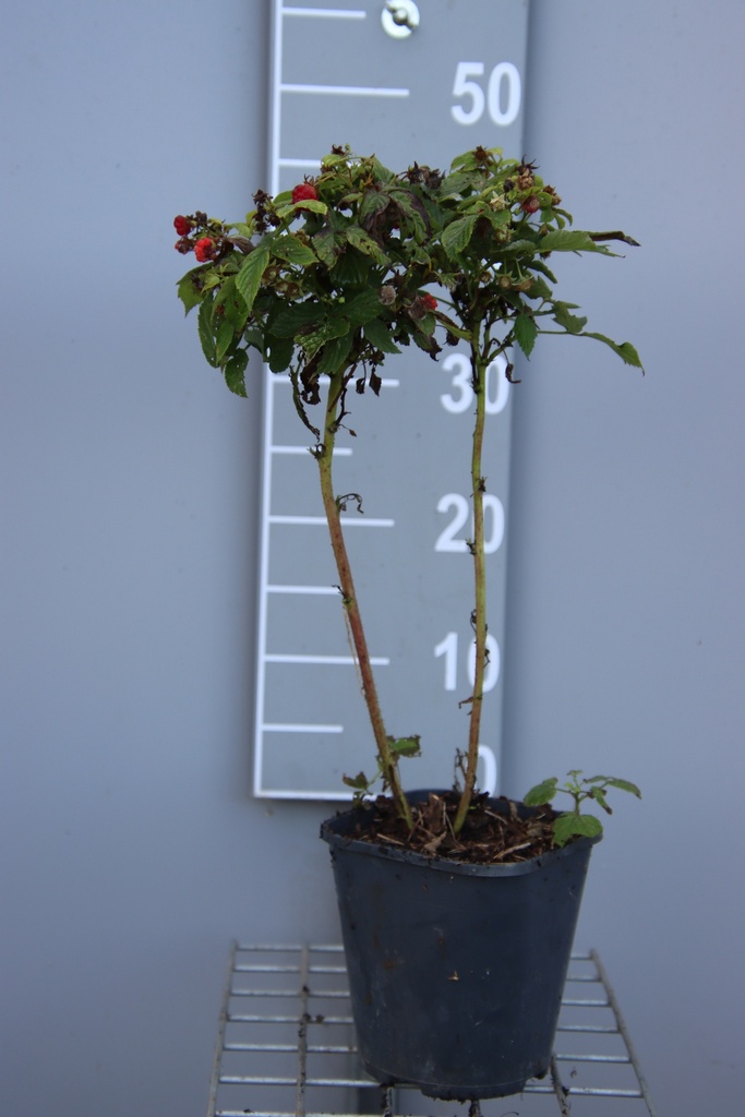 [FRBDWB] FRAMBOISES 'BABY  DWARF' ' (R) (Pot carré 2 litres, 30-40 cm, BE-BIO-01)