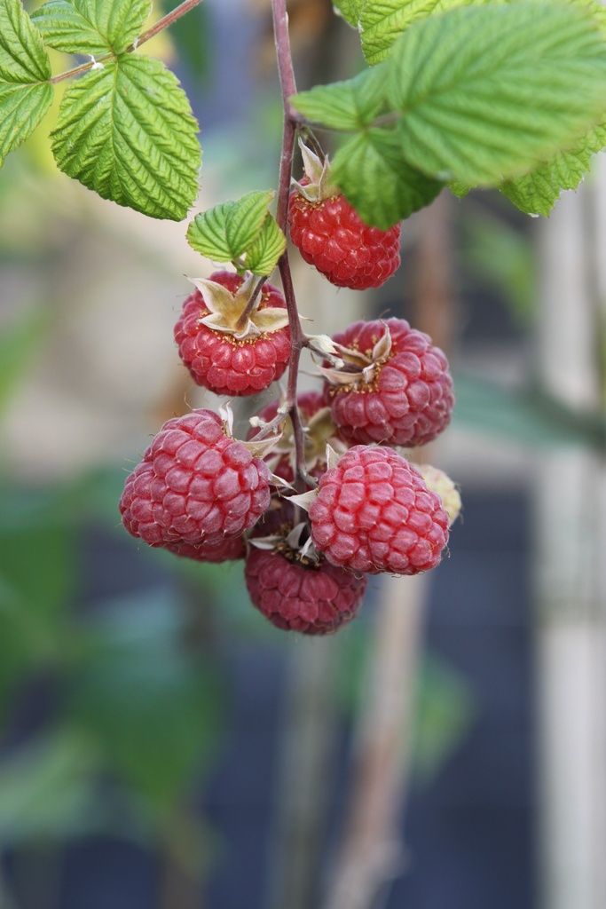 [FRGAMB] FRAMBOZEN 'GLEN AMPLE' (Blote wortel, 80-100 cm, BE-BIO-01)