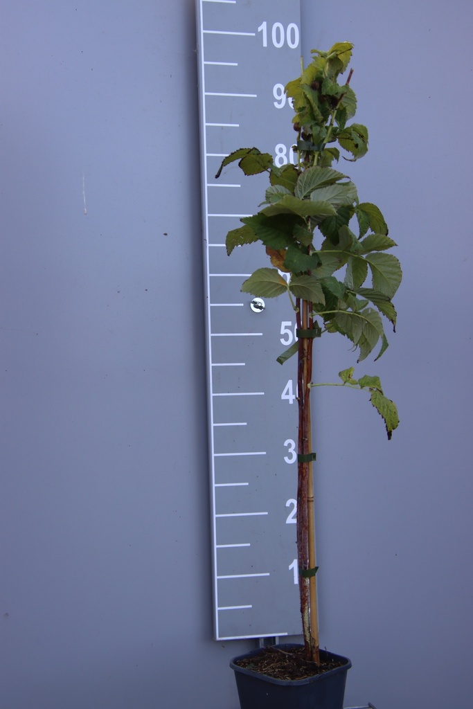 [FRGOCB] FRAMBOZEN 'GOODASGOLD' ' (R) (Vierkante pot 2 liter, 80-100 cm, BE-BIO-01)