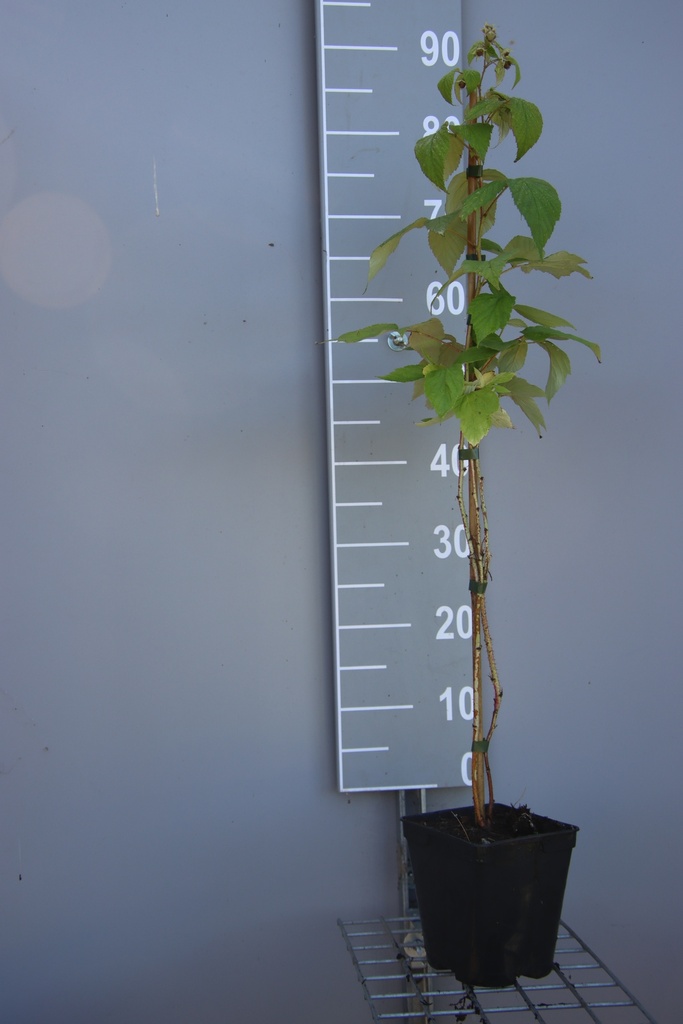 [FRHECB] FRAMBOISIERS 'HÉRITAGE' (Pot carré 2 litres, 80-100 cm, BE-BIO-01)