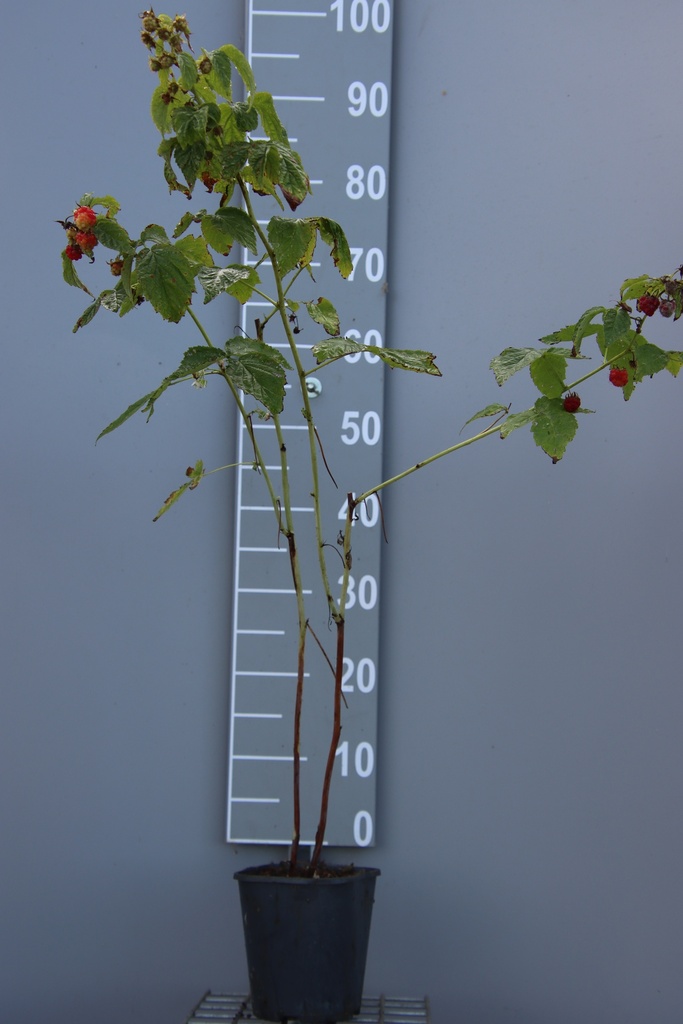 [FRLSSICB] FRAMBOZEN 'LITTLE SWEET SISTER'  (R) (Vierkante pot 2 liter, 80-100 cm, BE-BIO-01)