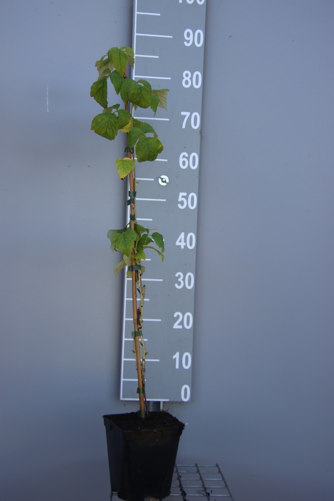 FRAMBOISIERS 'MEEKER'