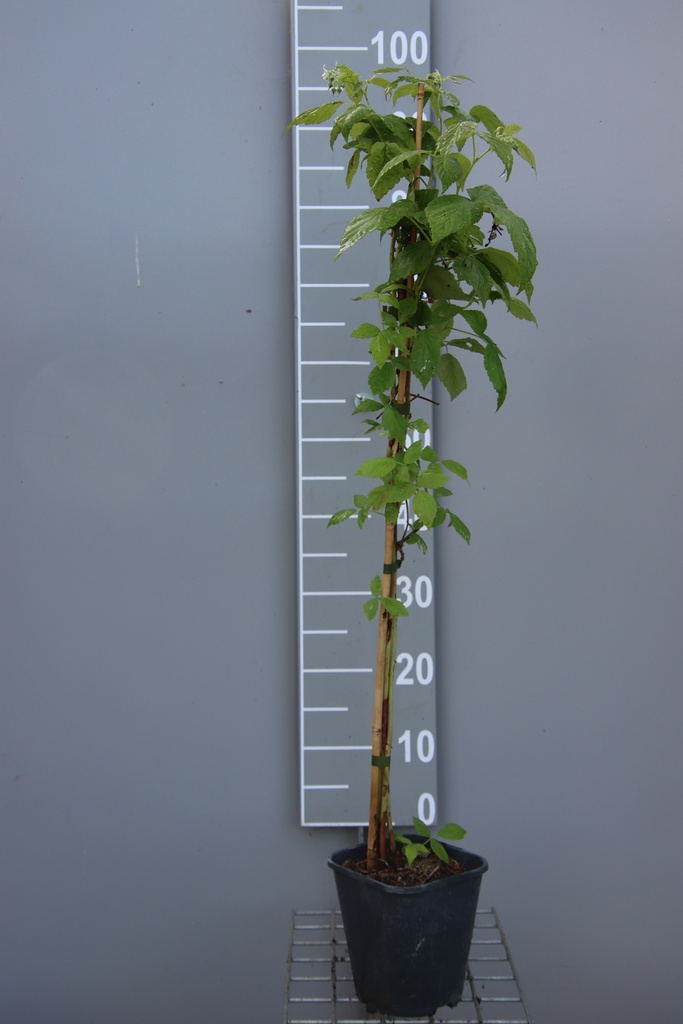 [FRPLCB] FRAMBOISIERS 'PLENTIFUL' (R) (Pot carré 2 litres, 80-100 cm, BE-BIO-01)
