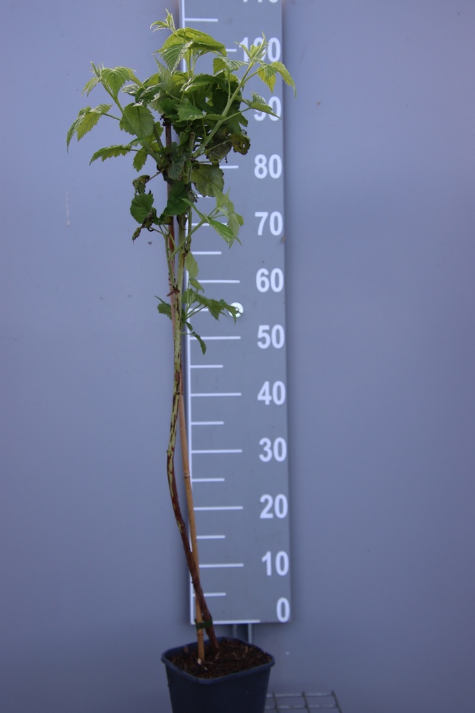 [FRSGTWCB] FRAMBOZEN 'SUGANA GELB TWOTIMER'  (R) (Vierkante pot 2 liter, 80-100 cm, BE-BIO-01)
