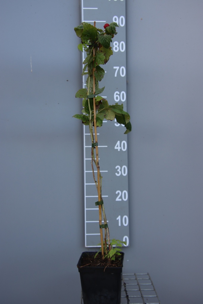 [FRSTWCB] FRAMBOISIERS 'SUGANA TWOTIMER'  (R) (Pot carré 2 litres, 80-100 cm, BE-BIO-01)
