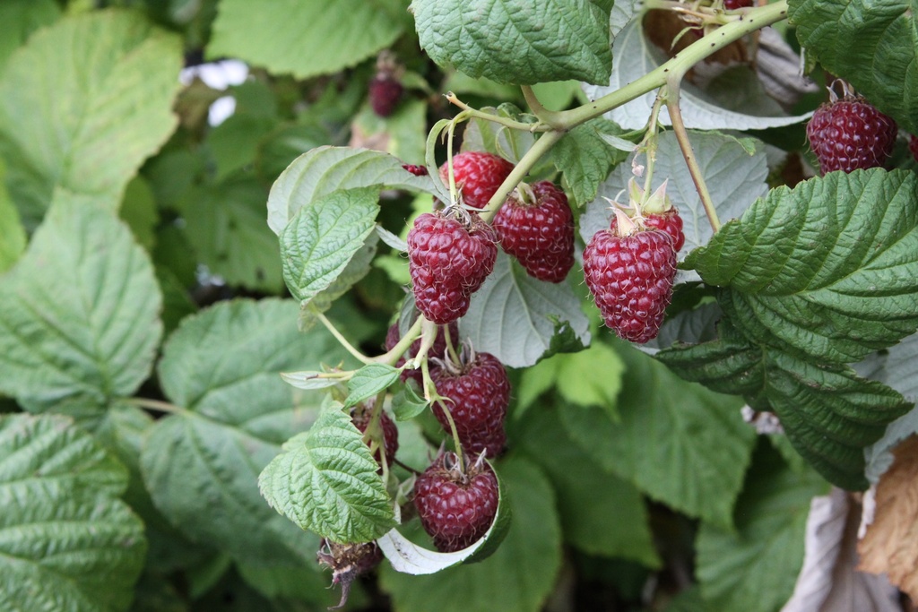 [FRZEB] FRAMBOZEN 'ZEVA' (Blote wortel, 80-100 cm, BE-BIO-01)