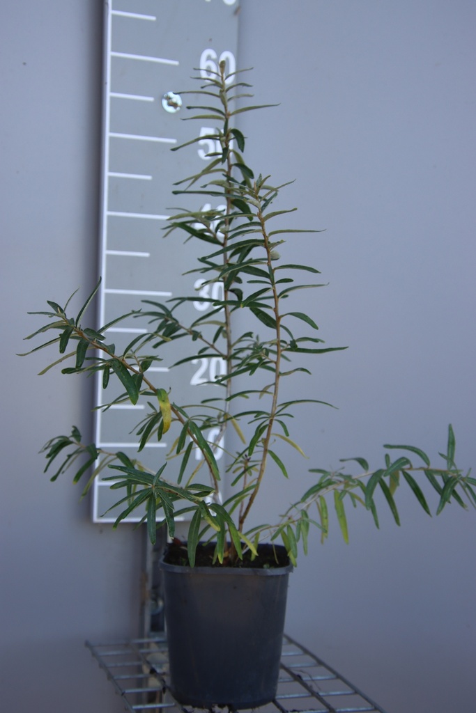 [HRBO40B] HIPPOPHAE RHAMNOIDES 'BOTANICA' (Pot 3 litres, 40-50 cm, BE-BIO-01)
