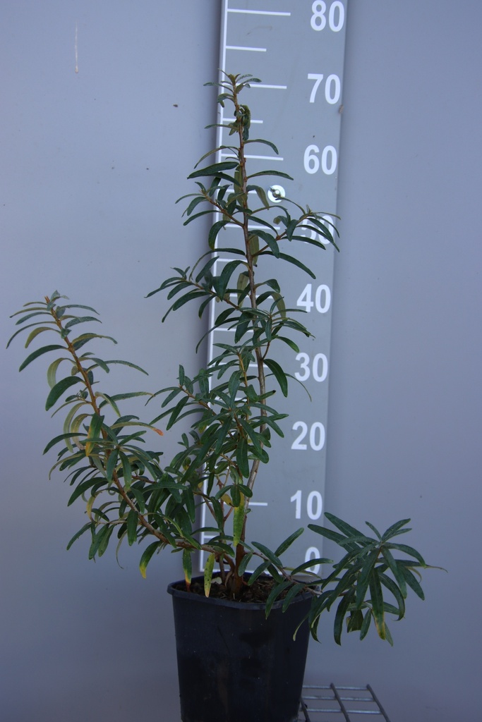 HIPPOPHAE RHAMNOIDES POLLMIX