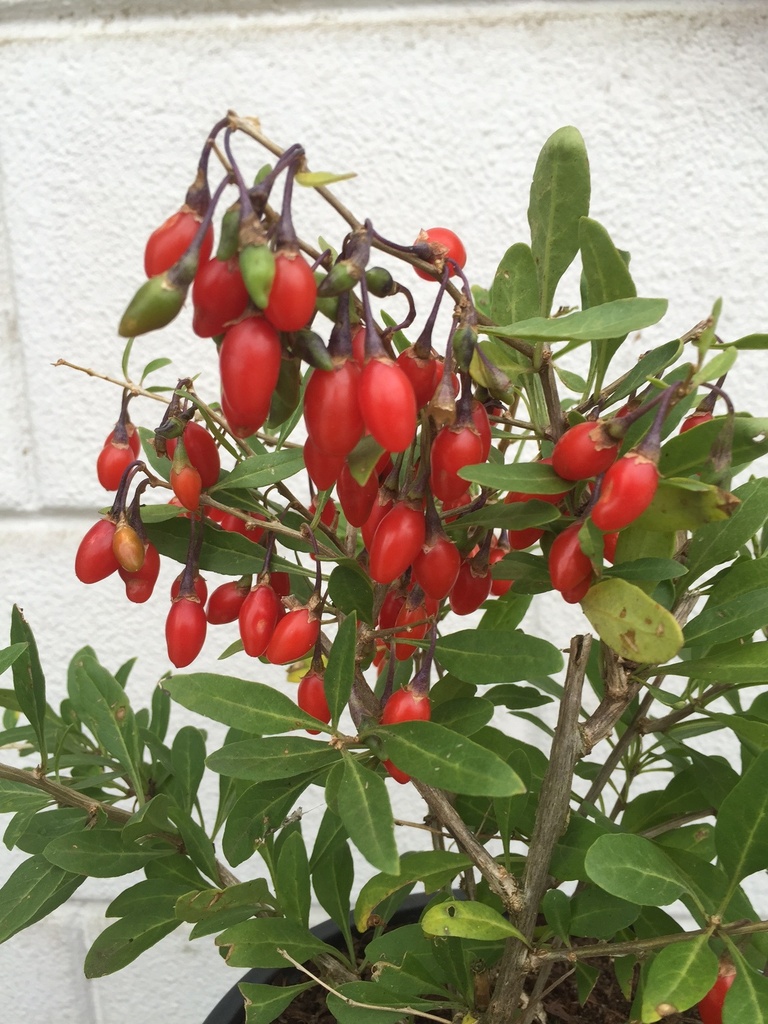 [LBLJO30B] LYCIUM BARBARUM 'LITTLE GOJI' (BE-BIO-01)