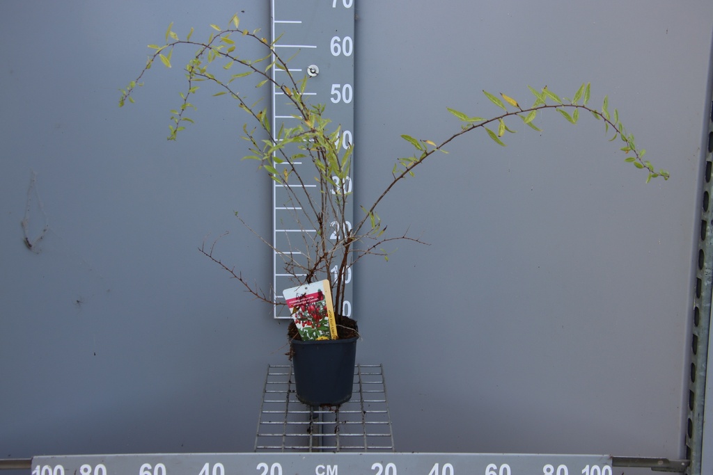 [LBLJO30B] LYCIUM BARBARUM 'LITTLE GOJI' (Vierkante pot 2 liter, 80-100 cm, BE-BIO-01)
