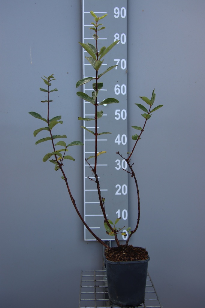 [LCKAU30B] HONINGBES 'AURORA' (Vierkante pot 2 liter, 30-40 cm, BE-BIO-01)