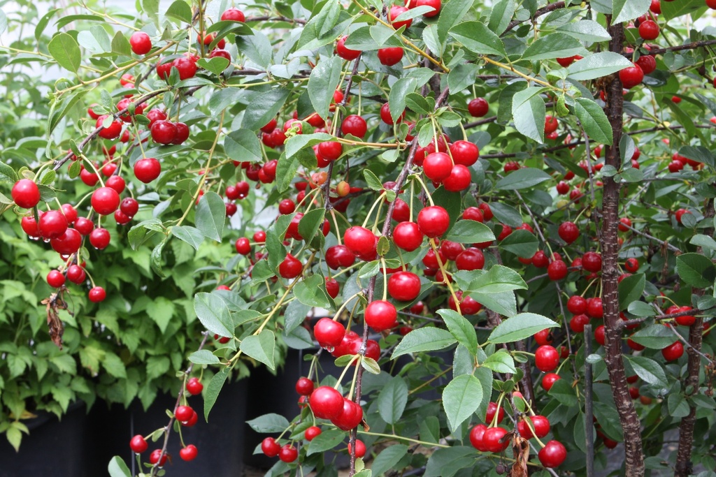 [KECJE40B] KERSENBOOM 'CARMINE JEWEL' (BE-BIO-01)