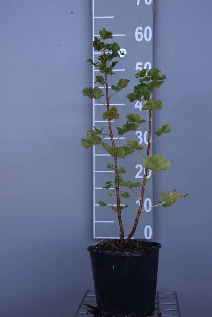 JOSTABERRY JOFRUITY (R)