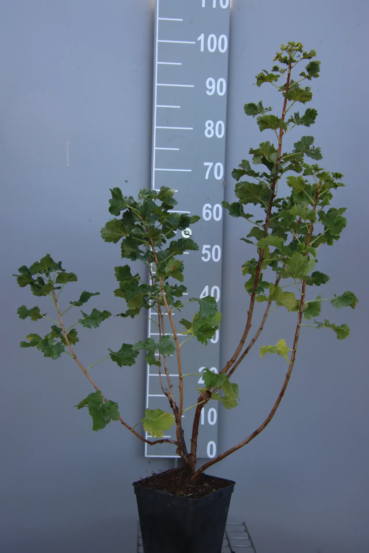 [STJO3CB] JOSTABES JODELI (R) (Vierkante pot 3 liter, 40-60 cm, 3/4 takken, BE-BIO-01)