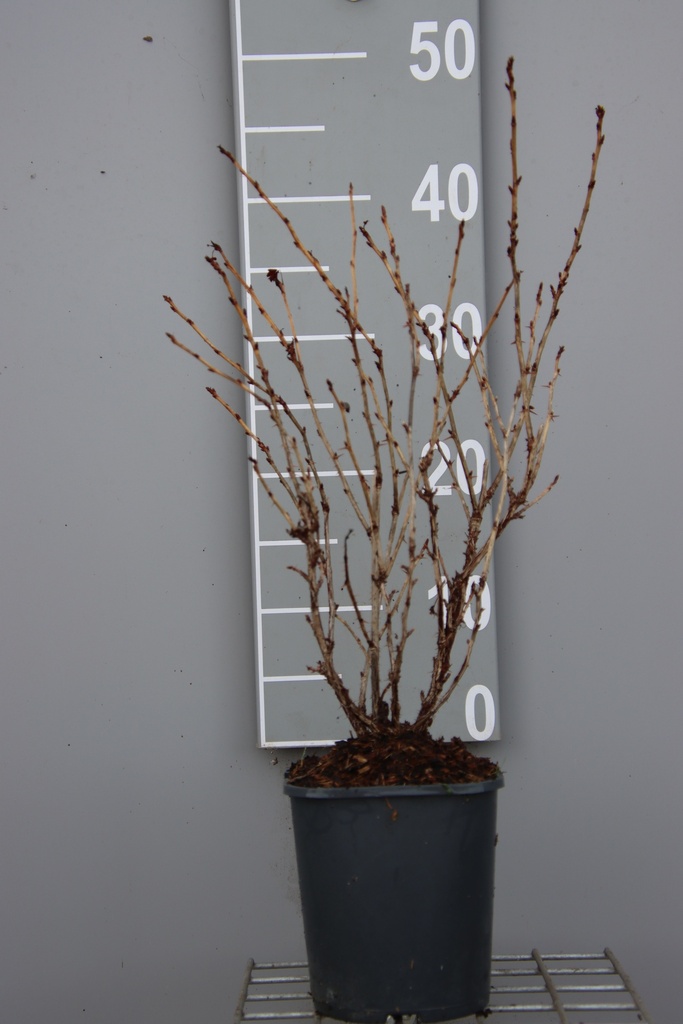 [STCA3CB] GROSEILLIER À MAQUEREAU 'CAPTIVATOR' (Pot carré 2 litres, 30-40 cm, 3/4 branches, BE-BIO-01)