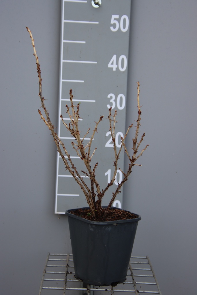 [STGO3CB] STEKELBES GOLDLING (R) (Vierkante pot 2 liter, 30-40 cm, 3/4 takken, BE-BIO-01)