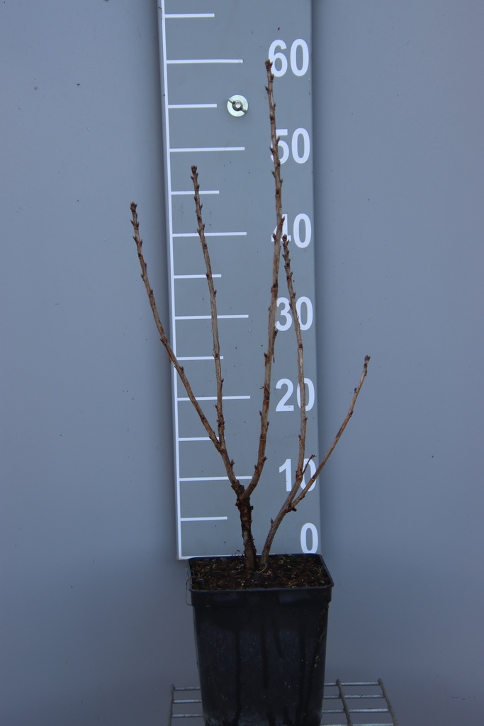 [TRBA3CB] TROSBES 'BABETTE' (R) (Vierkante pot 3 liter, 40-60 cm, 3/4 takken, BE-BIO-01)