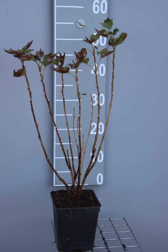 [TRLBSU3CB] ZWARTE BES 'LITTLE BLACK SUGAR' (R) (Vierkante pot 3 liter, 40-60 cm, BE-BIO-01)
