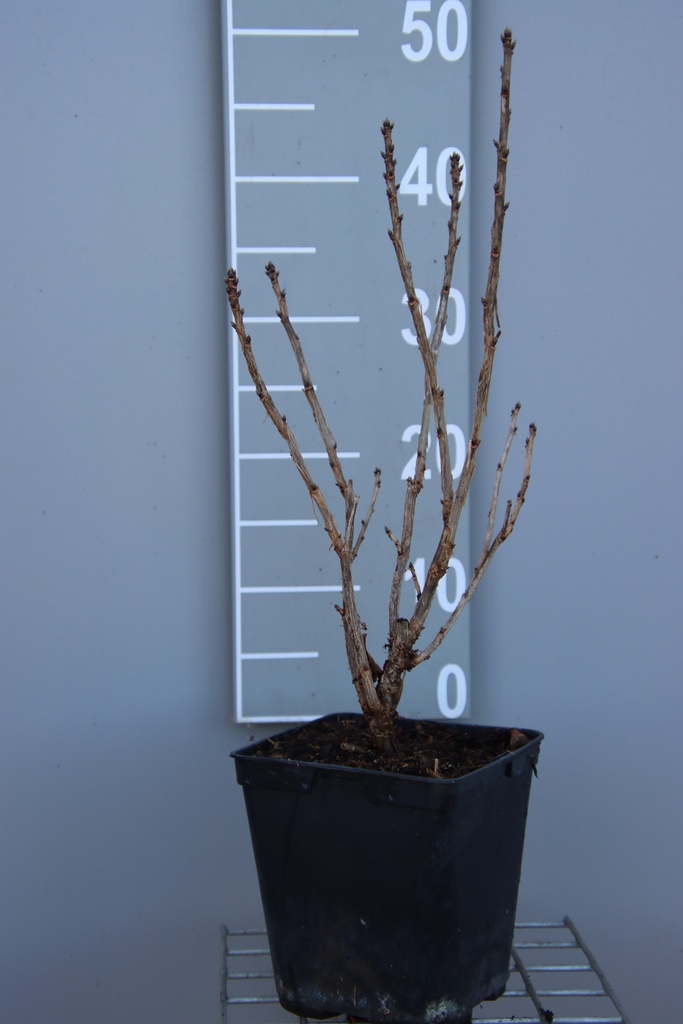 [TRLI3CB] TROSBES LISETTE (R) (Vierkante pot 3 liter, 40-60 cm, 3/4 takken, BE-BIO-01)