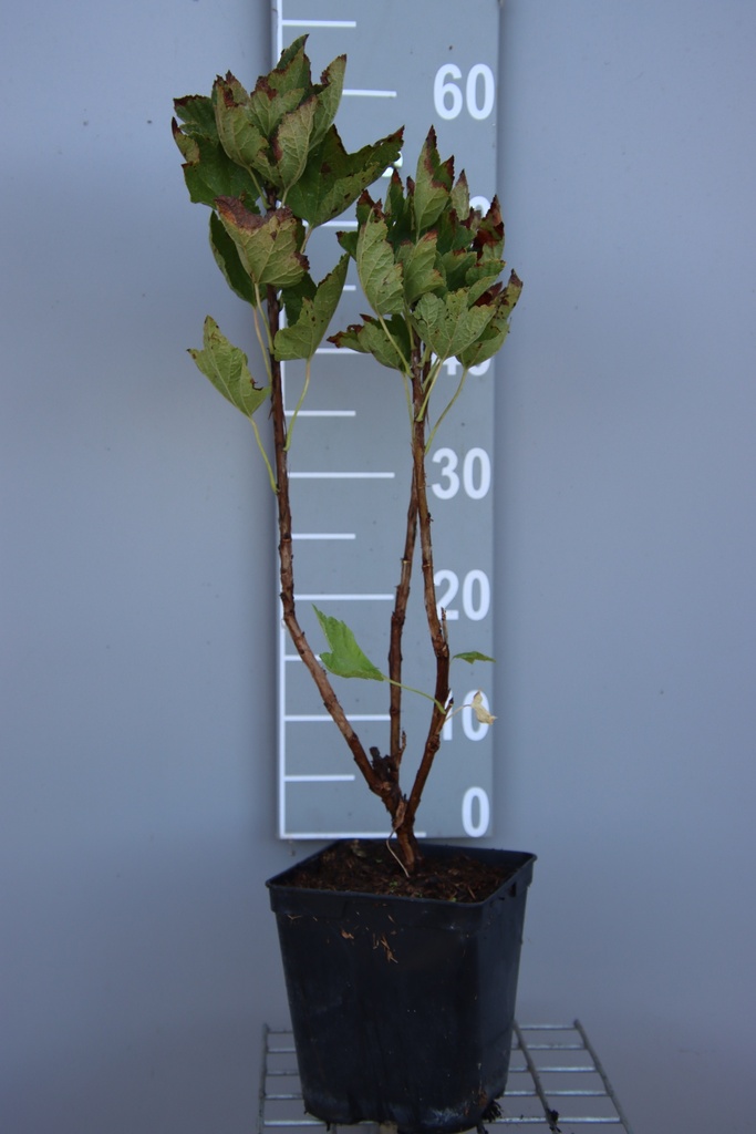 GROSEILLIER À GRAPPES 'SONETTE' (R)