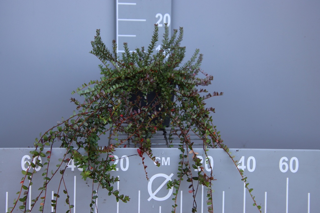 [VMSE20B] VACCINIUM MACROCARPON  STEVENS (Pot, 20-30 cm, BE-BIO-01)