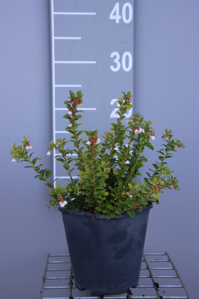 [VVID13B] VACCINIUM VITIS-IDAEA (Pot 13 cm, BE-BIO-01)