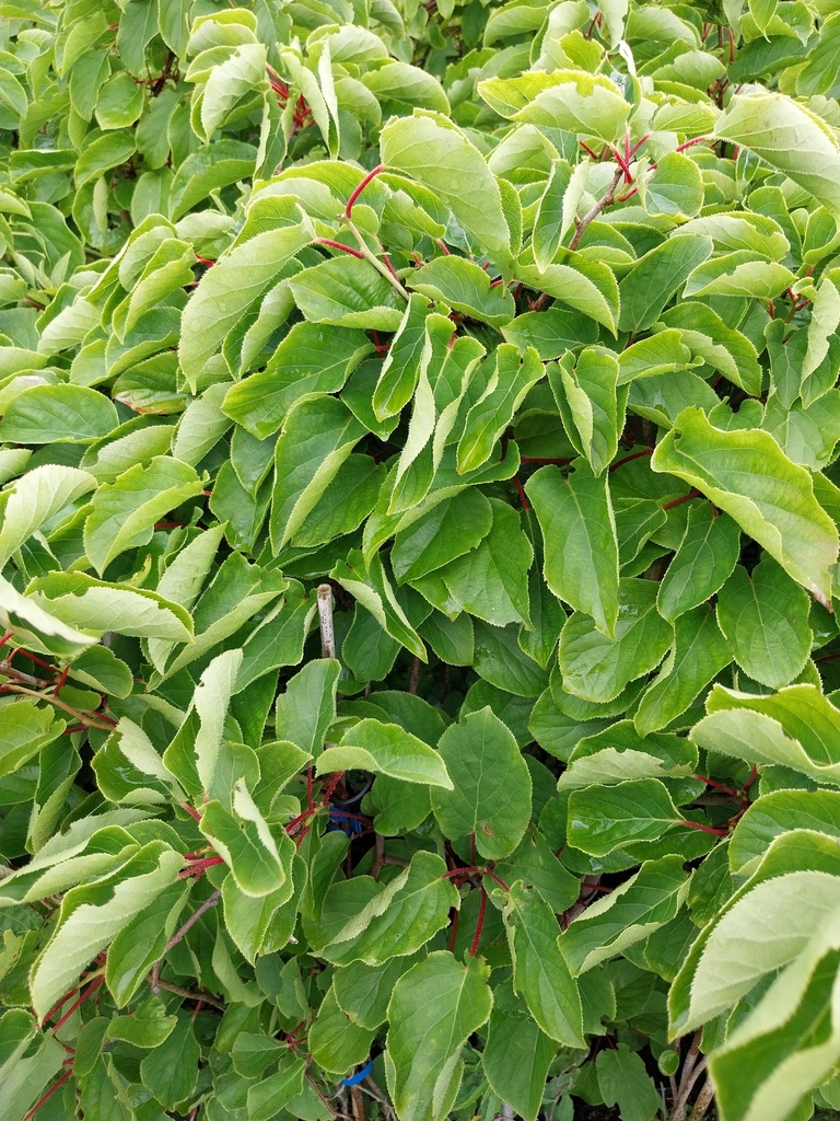 KIWIBES 'SUPER JUMBO'