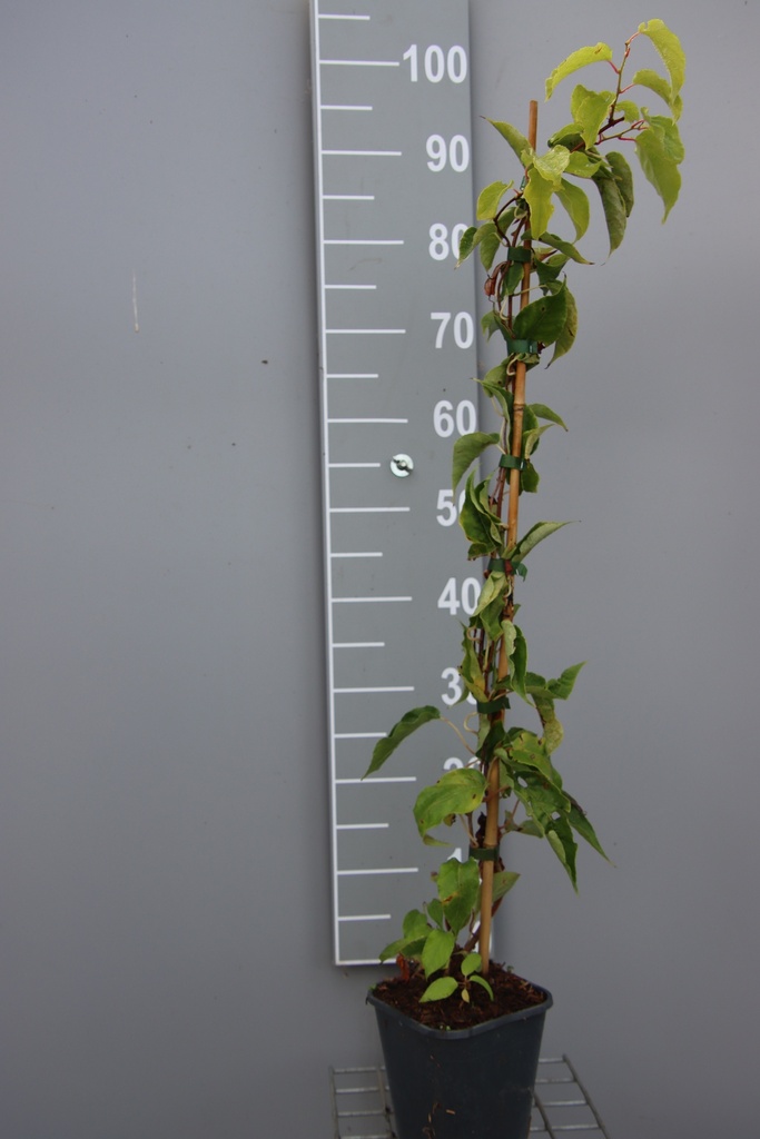 [AASJU80B] KIWIBES 'SUPER JUMBO' (Vierkante pot 2 liter, 80-100 cm, BE-BIO-01)