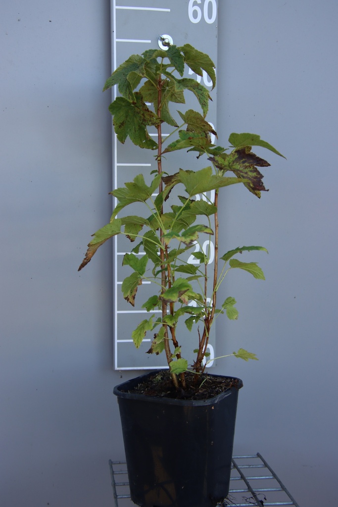[TRLBGI3CB] ZWARTE BES 'LITTLE BLACK GIANT' (R) (Vierkante pot 3 liter, 40-60 cm, BE-BIO-01)
