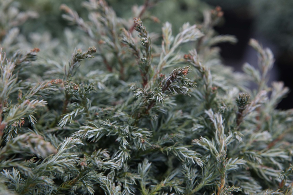 CHAMAECYPARIS PISIFERA 'BABY BLUE'
