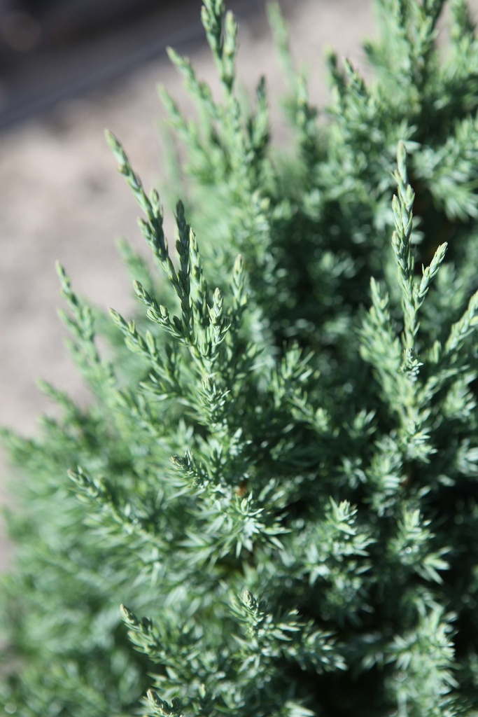 [JCST303] JUNIPERUS CHINENSIS 'STRICTA' (Pot 3 liter, 30-40 cm)
