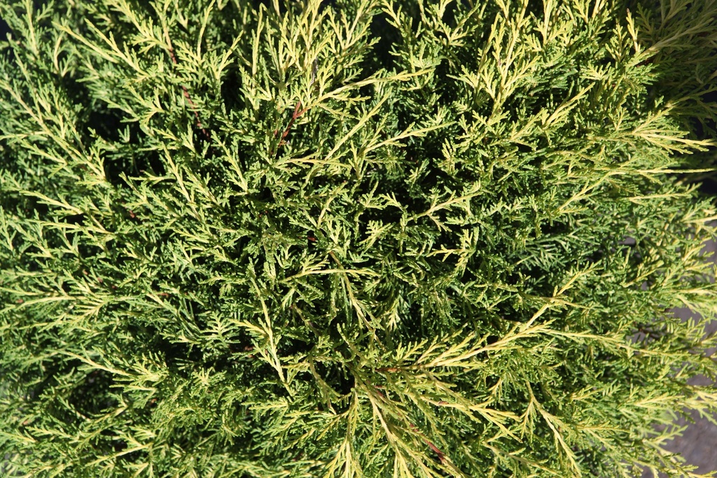 [JPOGO25] JUNIPERUS PFITZERIANA 'OLD GOLD' (Pot 3 liter, 25-30 cm)