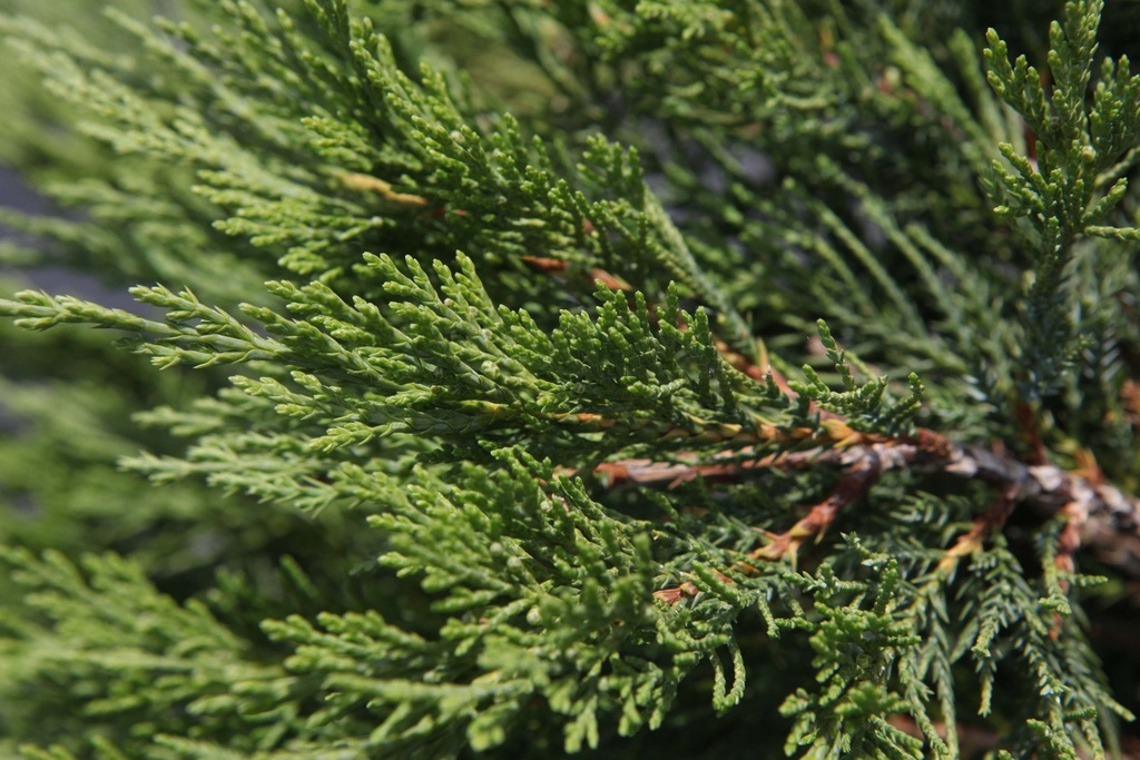 JUNIPERUS SABINA 'TAMARISCIFOLIA'