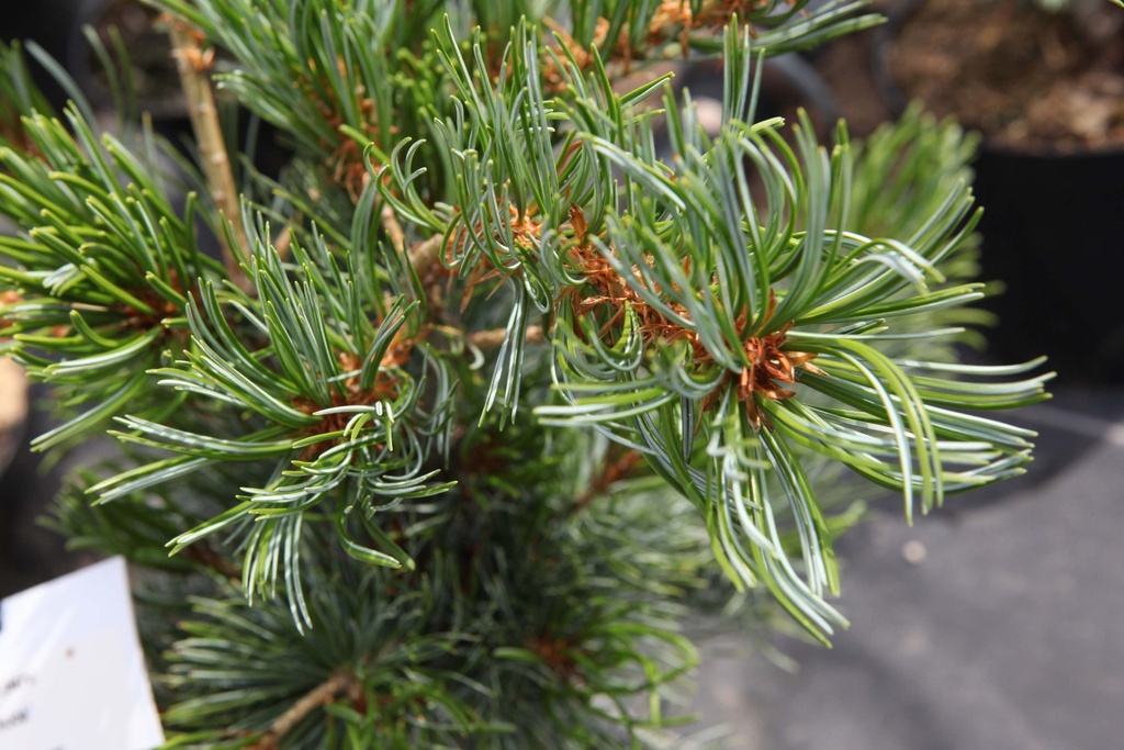 [PPGL305] PINUS PARVIFLORA 'GLAUCA' (Pot 5 litres, 30-40 cm)