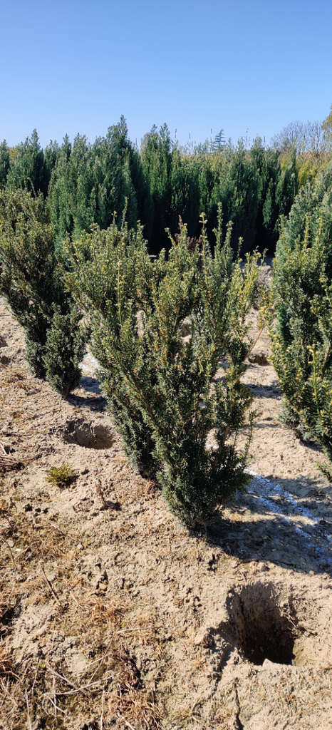 [TMHI603] TAXUS MEDIA 'HILLII' (Pot 3 liter, 60-80 cm)