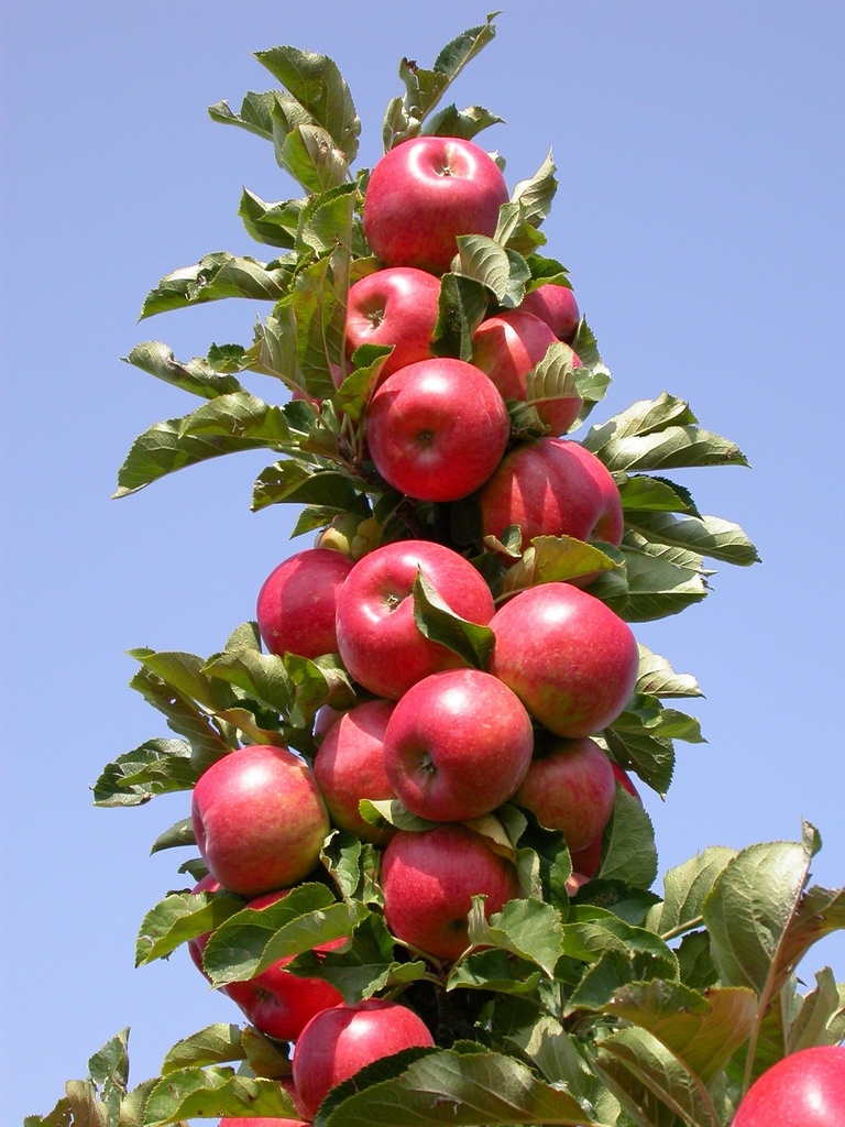 [APRO40] APPELBOOM  'RONDO' ZUILVORM (Blote wortel, 40-60 cm)