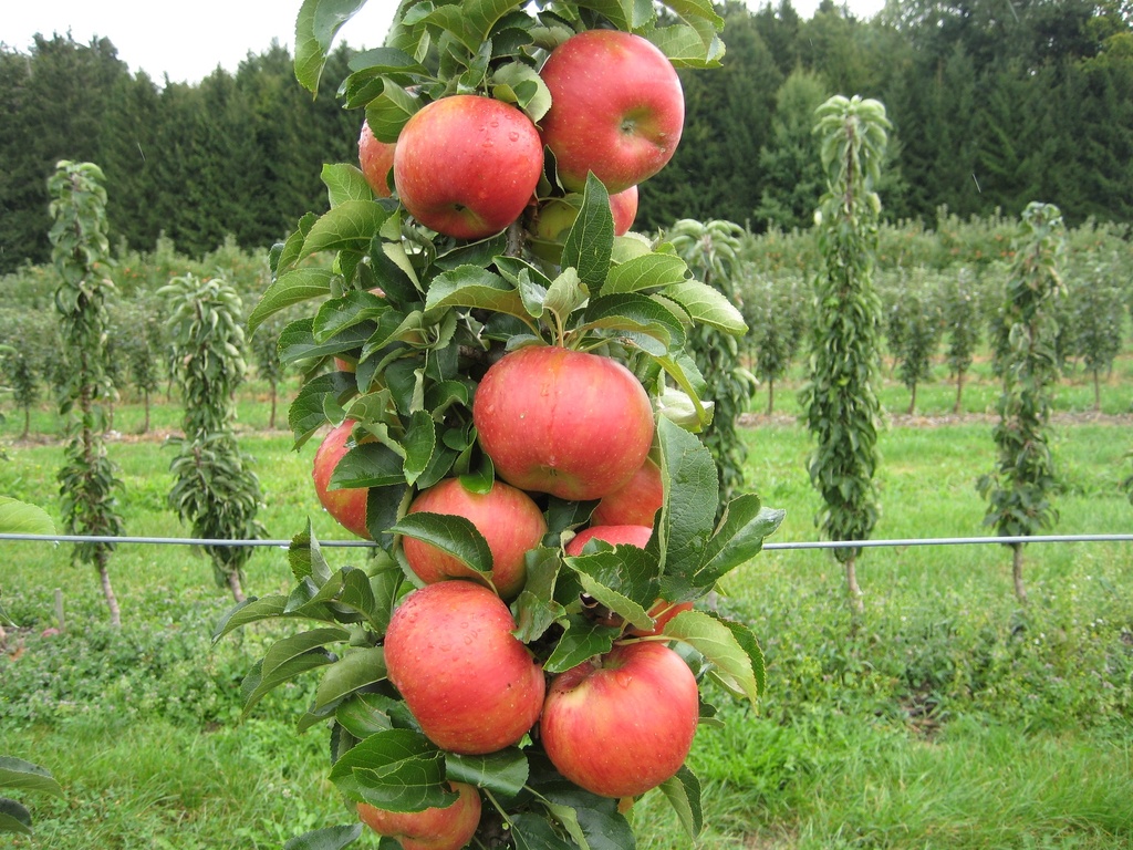 [APSO40] APPELBOOM  'SONATE' ZUILVORM (Blote wortel, 40-60 cm)