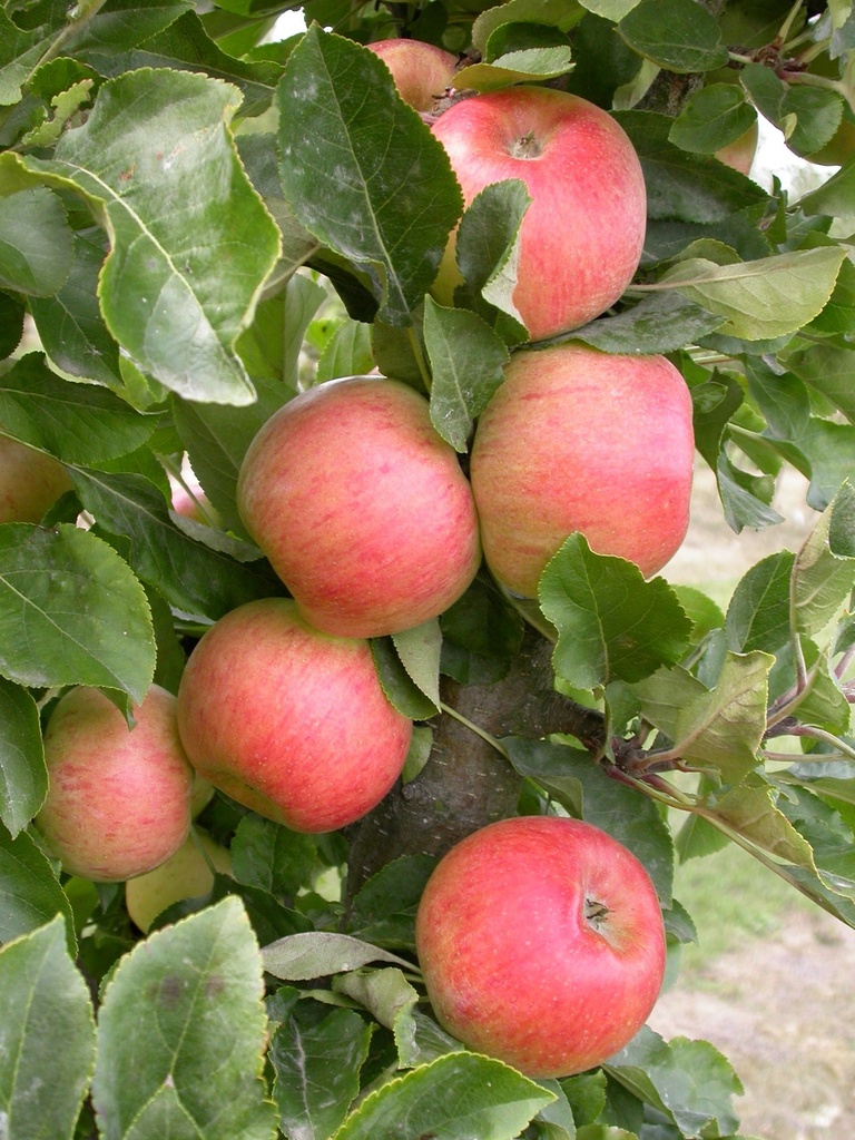 [APRH40] APPELBOOM  'RHAPSODIE' ZUILVORM (Blote wortel, 40-60 cm)