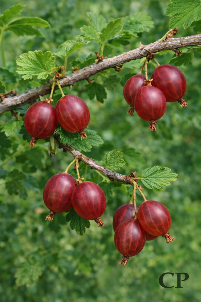 [STHRO3B] STEKELBES 'HINNONMÄKI RED' (Blote wortel, BE-BIO-01, 3/4 takken)