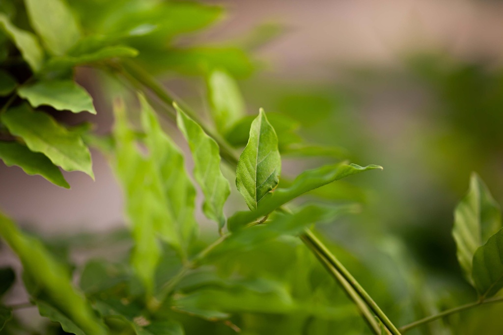[WSAL3] WISTERIA SINENSIS ALBA (Pot 2 litres, 80-100 cm)