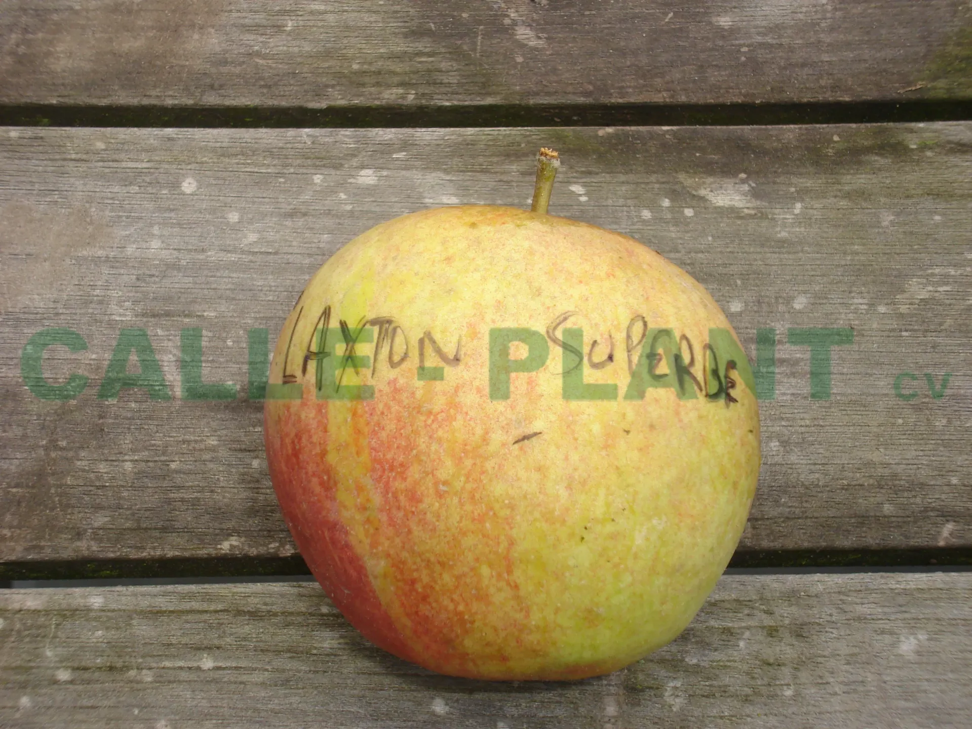 [APLSUHA106] APPELBOOM  'LAXTON'S SUPERB' HALFSTAM (Blote wortel, 6-8 cm, Mm106)