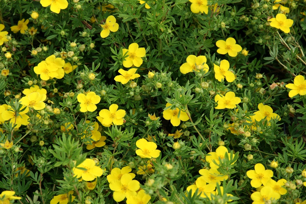 [PFMA30] POTENTILLA FRUTICOSA 'MAANELYS' (30-40 cm)