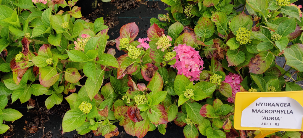[HMVE3] HYDRANGEA MACROPHYLLA 'VEITCHII'