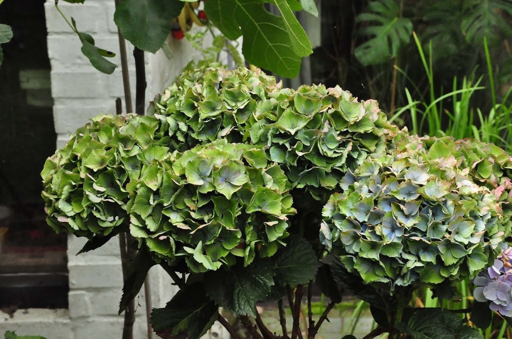 [HMXI3] HYDRANGEA MACROPHYLLA 'XIAN®' (Pot 3 liter, 25-30 cm)
